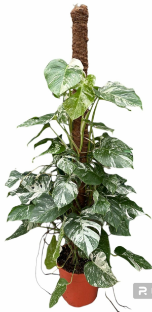 Monstera deliciosa 'Variegata'