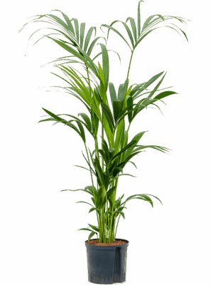 Kentia (Howea) forsteriana