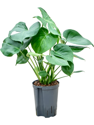 Monstera deliciosa