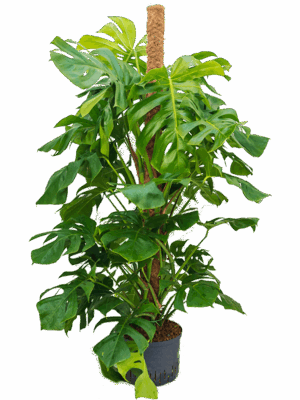 Monstera deliciosa