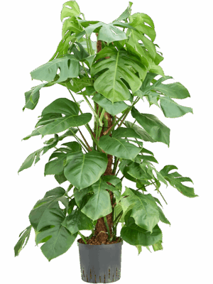 Monstera deliciosa