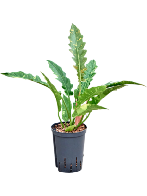 Philodendron narrow 'Ring of fire'