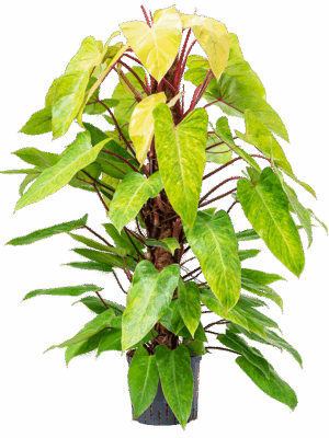 Philodendron 'Painted lady'