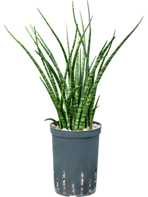 Sansevieria kirkii 'Fernwood'