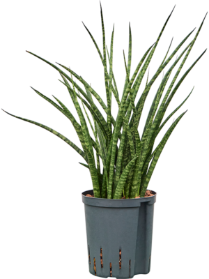 Sansevieria kirkii 'Fernwood'