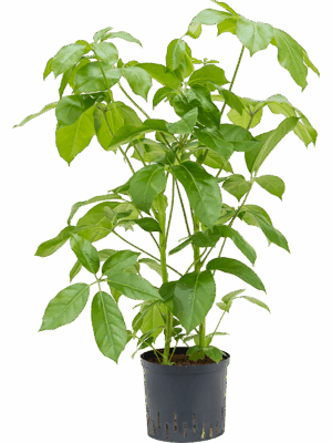 Schefflera actinophylla 'Amate'