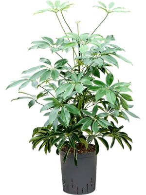 Schefflera arboricola 'Compacta'