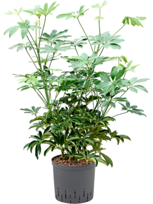 Schefflera arboricola 'Compacta'