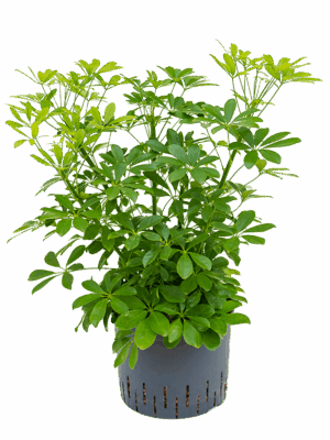 Schefflera arboricola 'Compacta'