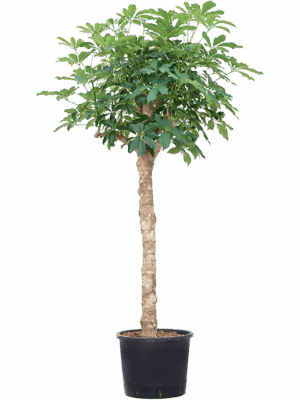 Schefflera arboricola 'Compacta'