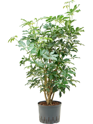 Schefflera arboricola 'Compacta'