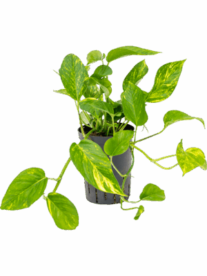 Scindapsus (Epipremnum) 'Aureum'