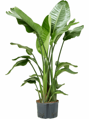 Strelitzia nicolai