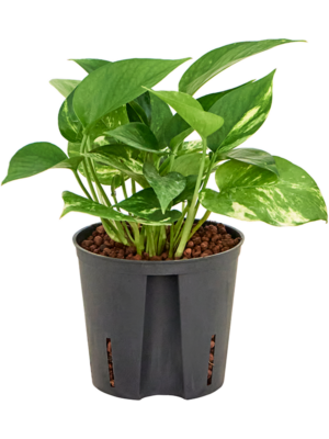 Scindapsus (Epipremnum) 'Aureum'
