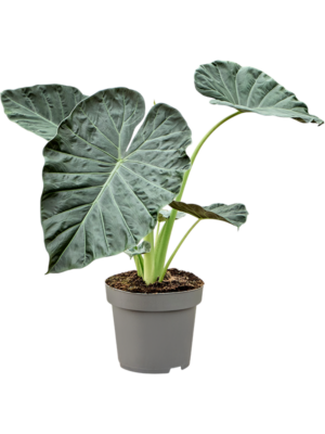 Alocasia 'Regal Shields'