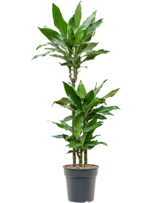 Dracaena fragrans 'Burundii'