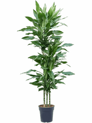 Dracaena fragrans 'Burundii'