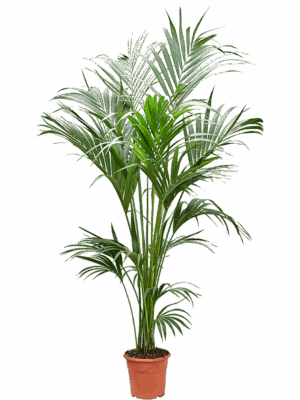 Kentia (Howea) forsteriana