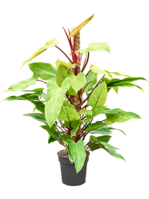 Philodendron 'Painted Lady'