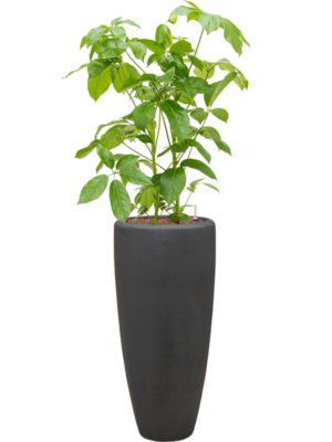 Schefflera actinophylla 'Amate' en Baq Polystone Plain