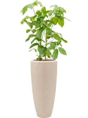 Schefflera actinophylla 'Amate' en Baq Polystone Plain