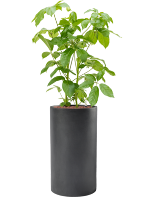 Schefflera actinophylla 'Amate' en Baq Basic