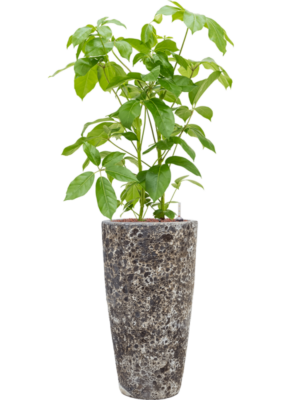 Schefflera actinophylla 'Amate' en Baq Lava