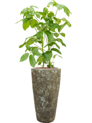 Schefflera actinophylla 'Amate' en Baq Lava