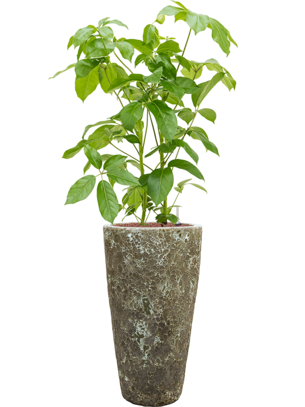 Schefflera actinophylla 'Amate' en Baq Lava
