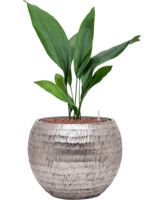 Aspidistra elatior en Baq Opus Hammered