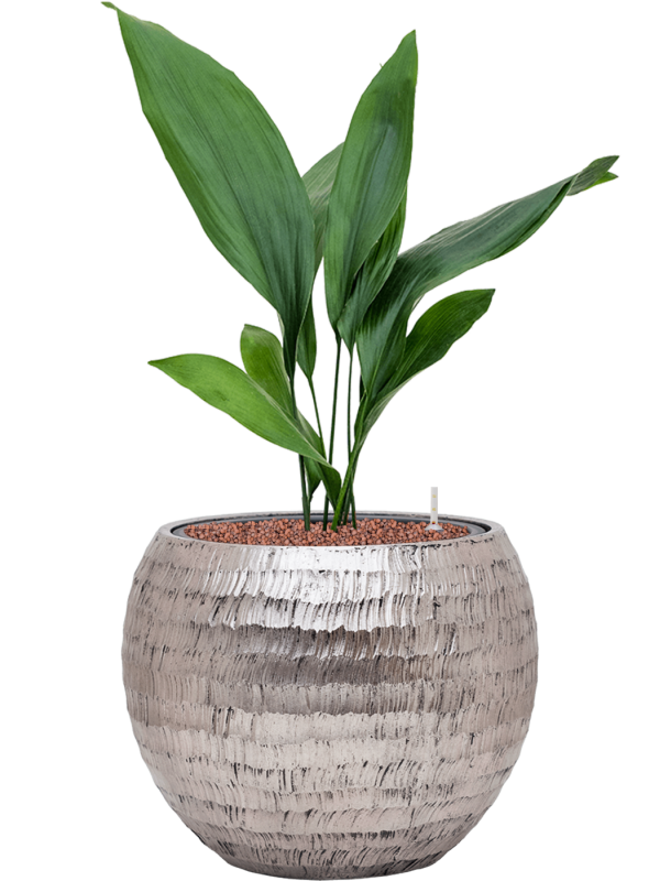 Aspidistra elatior en Baq Opus Hammered