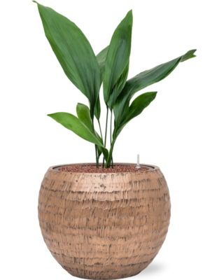 Aspidistra elatior en Baq Opus Hammered