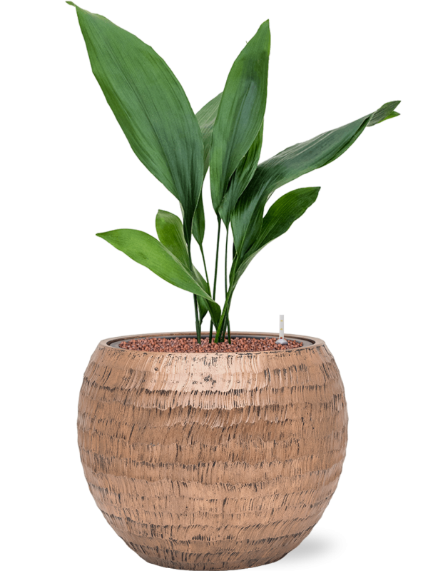 Aspidistra elatior en Baq Opus Hammered