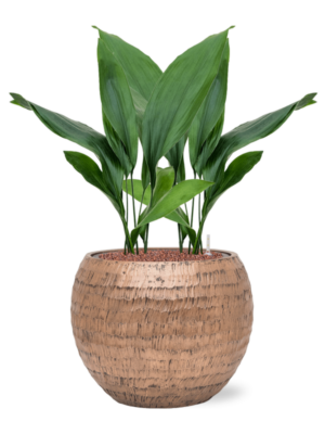Aspidistra elatior en Baq Opus Hammered