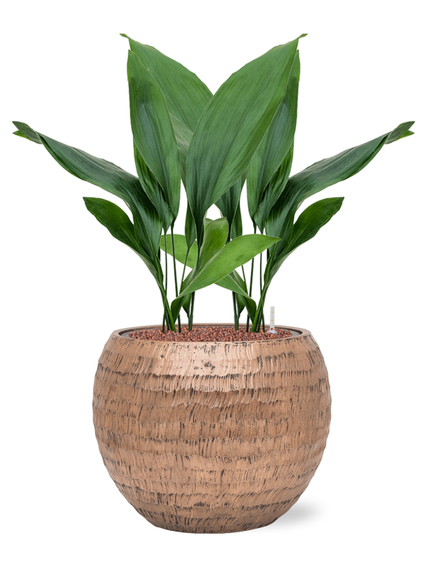 Aspidistra elatior en Baq Opus Hammered