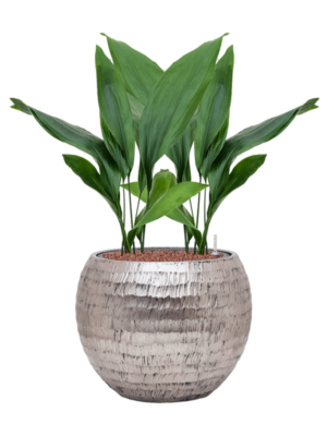 Aspidistra elatior en Baq Opus Hammered