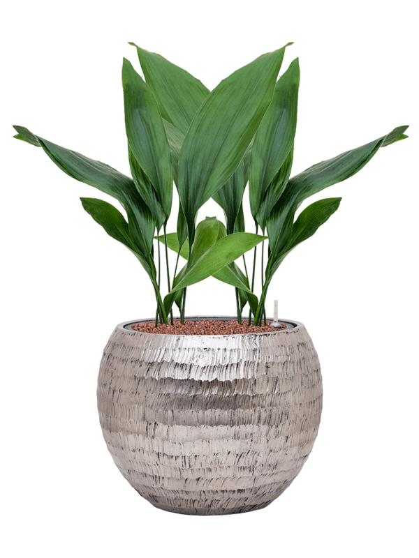 Aspidistra elatior en Baq Opus Hammered