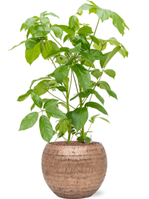 Schefflera actinophylla 'Amate' en Baq Opus Hammered