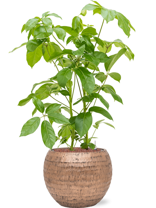 Schefflera actinophylla 'Amate' en Baq Opus Hammered