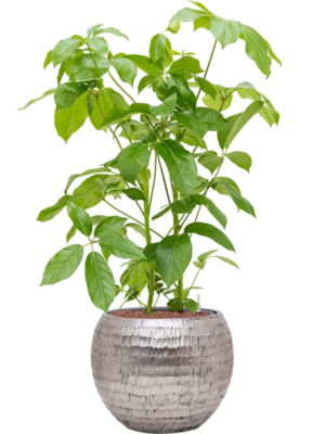 Schefflera actinophylla 'Amate' en Baq Opus Hammered