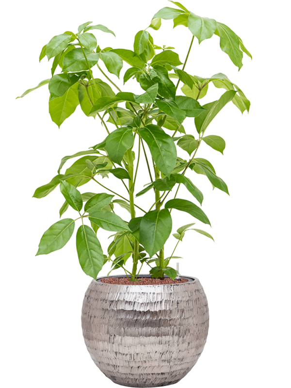 Schefflera actinophylla 'Amate' en Baq Opus Hammered