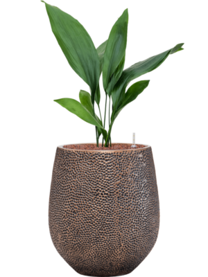Aspidistra elatior en Baq Opus Hit
