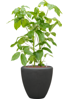 Schefflera actinophylla 'Amate' en Baq Polystone Plain