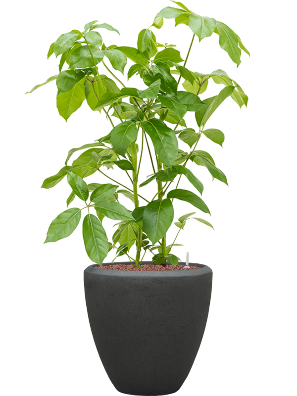Schefflera actinophylla 'Amate' en Baq Polystone Plain