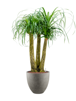 Beaucarnea recurvata en Grigio