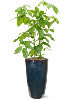 Schefflera actinophylla 'Amate' en Plain