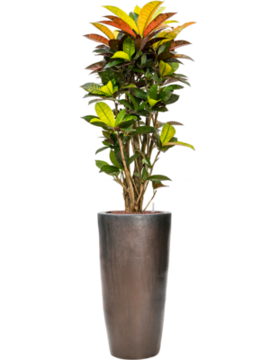 Croton (Codiaeum) variegatum 'Mrs. Iceton' en Plain