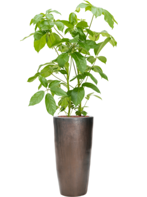 Schefflera actinophylla 'Amate' en Plain