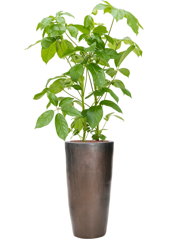 Schefflera actinophylla 'Amate' en Plain, Private label