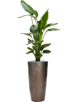 Strelitzia nicolai en Plain